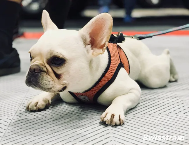 Ribtrax Smooth PRO 6